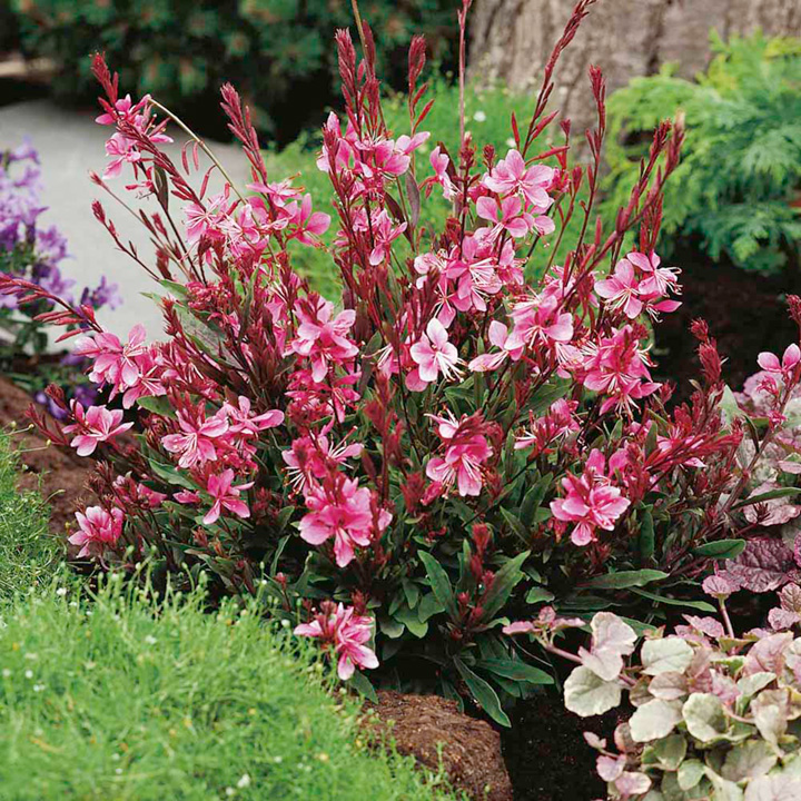 Gaura lindheimeri